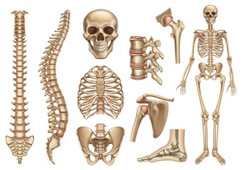Human skeleton structure. Skull, spine, rib cage, pelvis, joints. Anatomy and medicine, 3d vector icon set - obrazy, fototapety, plakaty