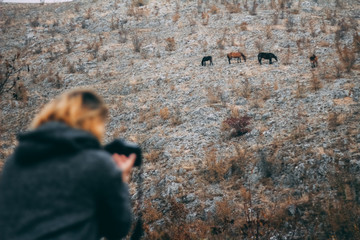 Fototapeta premium Photographer taking pictures of horses in the wild, autumn colors
