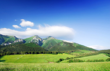 Obraz premium Landscape, view of green rolling fields