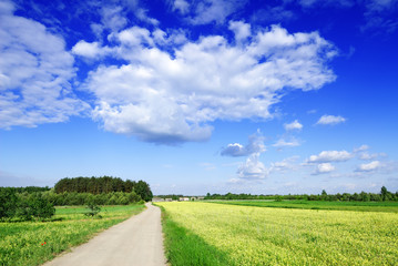 Landscape, dirty road among green fields, blue sky in the backgr
