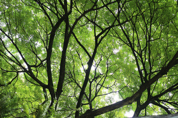 Under the shade of big tree in the park