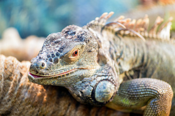 Large ordinary iguana close-up sitting behind glass on a branch in a terrarium in a pet store