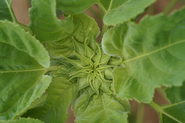 Sunflower bud
