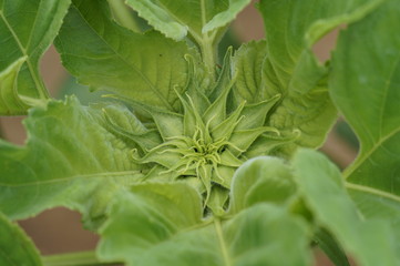 Sunflower bud