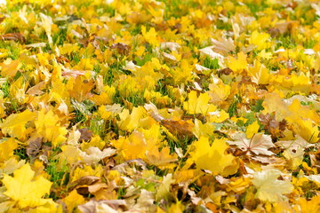 Closeup of an autumn maple leaves in the green grass.