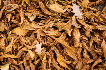 Natural texture of fallen chestnut autumn leaves.
