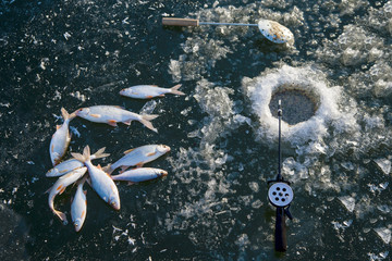 winter fishing, fresh fish lying on the ice