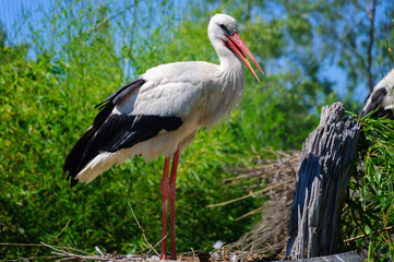 Beautiful stork (Ciconia ciconia) looking to camera in the zoo.