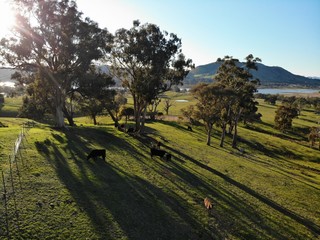Cattle on farm at sunset in Mansfield , Melbourne  