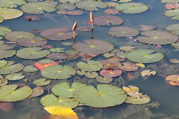 Water lilies on the water. Beautiful nature.