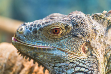 Fototapeta premium The head of a large green ordinary iguana, the eye looks into the camera. Iguana sheds, sheds scales.