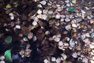 the leaves in the water