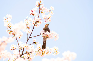桜と鳥