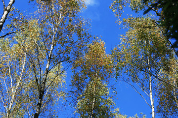 Blue autumn sky with birch branches with yellow leaves.