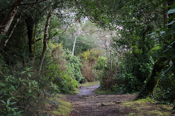 Blue Loo and forest, Glengariff West Cork, Ireland