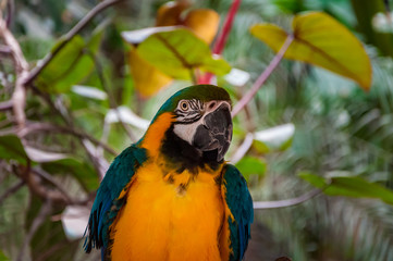 Blue and Yellow Parrot macaw tropical bird on nature background
