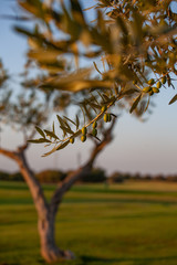 Olive in sicilia