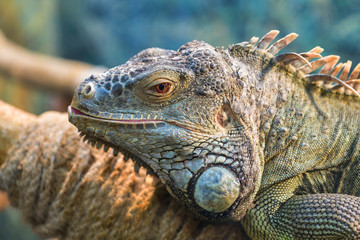 Obraz premium The head of a large green ordinary iguana, the eye looks into the camera..