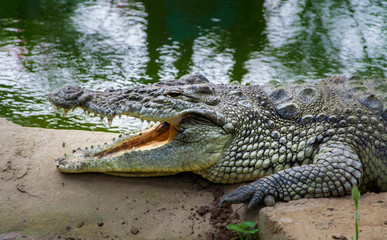 Side view crocodile resting near water with open mouth.