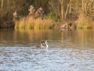 Great Crested Grebe swimming on lake