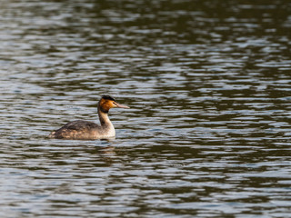 Great Crested Grebe swimming on lake