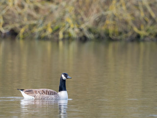 Canada Goose ( Branta canadensis ) On a Pond