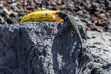 Wall lizard eating a banana