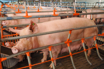 Curious pigs in Pig Breeding farm in swine business in tidy and clean indoor housing farm, with pig...