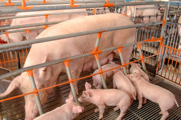 Curious pigs in Pig Breeding farm in swine business in tidy and clean indoor housing farm, with pig mother feeding piglet