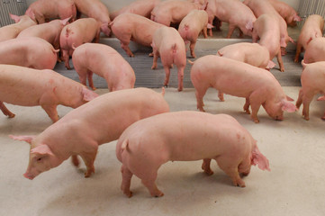 Curious pigs in Pig Breeding farm in swine business in tidy and clean indoor housing farm, with pig...
