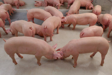 Curious pigs in Pig Breeding farm in swine business in tidy and clean indoor housing farm, with pig...