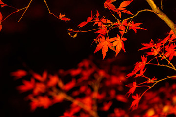 紅葉/ライトアップ