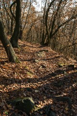 colorful silent forest in autumn