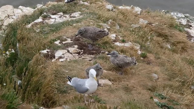 Herring gull with young not yet fledged on chalk ledge.