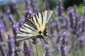 butterfly on flower