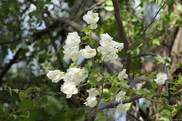  White flowers on the tree