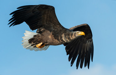 Obraz premium Adult White-tailed eagle in flight. Blue sky background. Scientific name: Haliaeetus albicilla, also known as the ern, erne, gray eagle, Eurasian sea eagle and white-tailed sea-eagle.