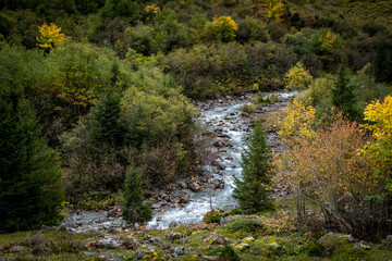 Weisse Lütschine mit Wald im Lauterbrunnental