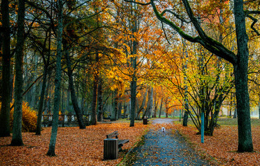 Autumnal morning in old botanical park of Jurmala - famous tourist resort in the Baltic region,...