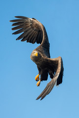 Adult White-tailed eagle in flight. Blue sky background. Scientific name: Haliaeetus albicilla, also known as the ern, erne, gray eagle, Eurasian sea eagle and white-tailed sea-eagle.