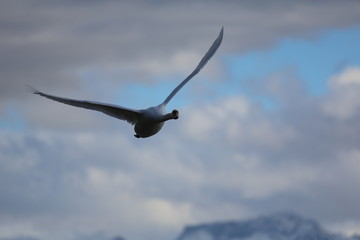 fotografias de aves varias 
