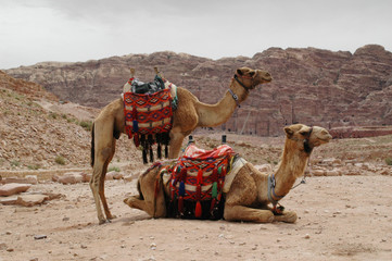 Pair of Camels with Petra as backdrop 