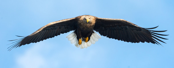 Adult White-tailed eagle in flight. Front view. Blue sky background. Scientific name: Haliaeetus...