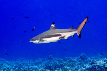 snorkeling with sharks in blue ocean of polynesia