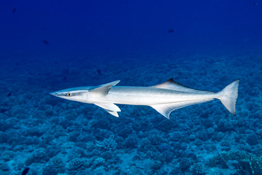 Remora suckerfish in blue ocean of polynesia