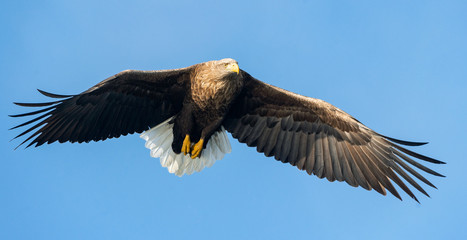 Adult White-tailed eagle in flight. Front view. Blue sky background. Scientific name: Haliaeetus...