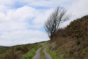 Fototapeta na wymiar Wind swept tree on a hill