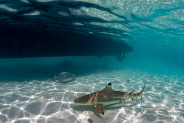 snorkeling with sharks in blue ocean of polynesia under the boat