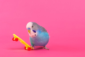 sky blue  wavy parrot with plastic toy skateboard  on color background 
