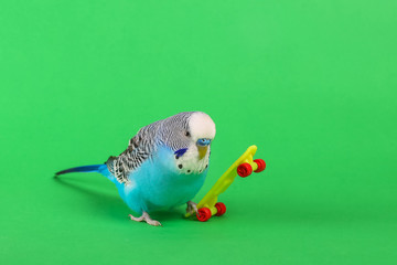 sky blue  wavy parrot with plastic toy skateboard  on color background    © Oleksandr Kozak